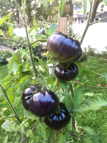 Sherwoods Seeds Black Beauty Beefsteak tomato seed packet for rich homegrown tomatoes