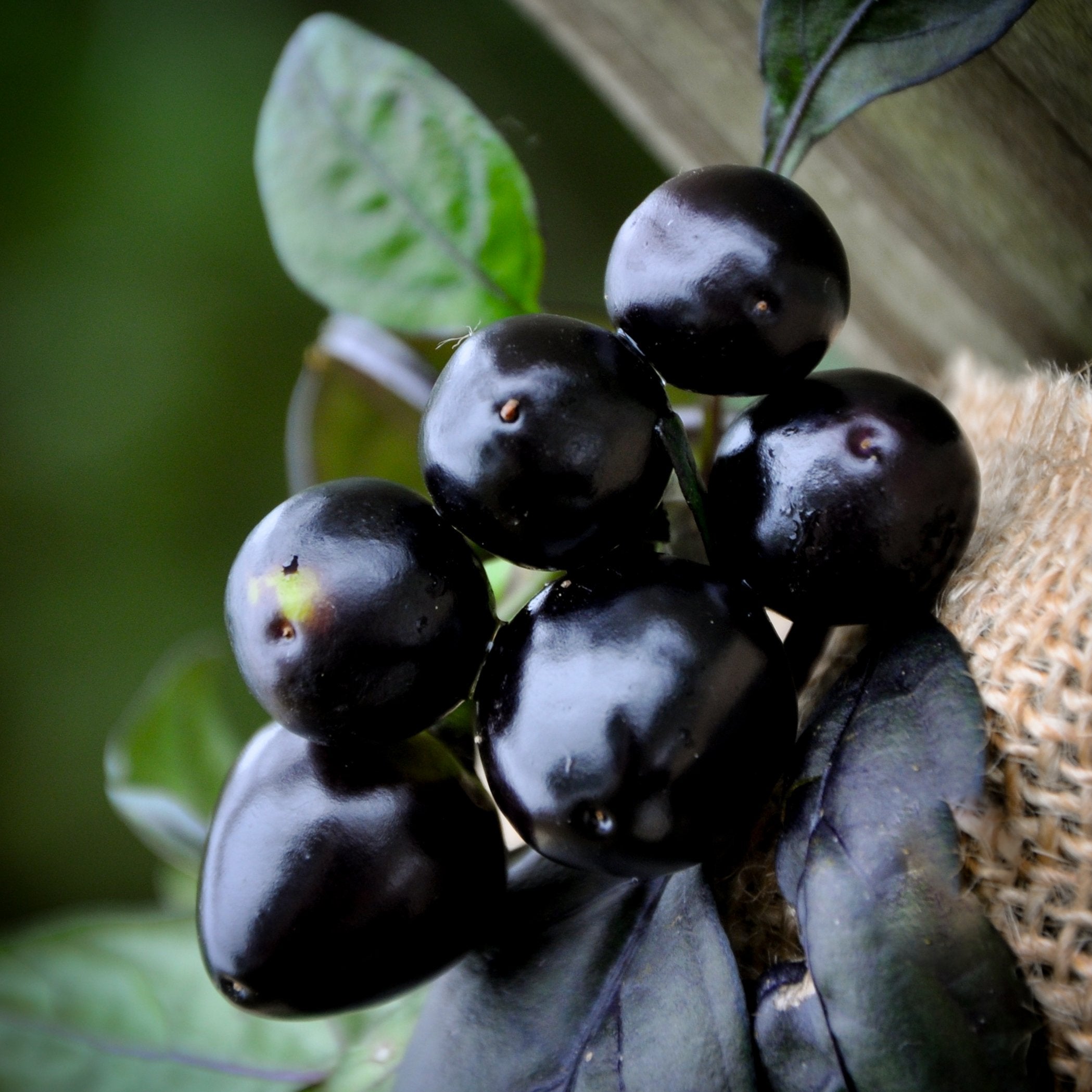 Sherwoods Seeds Black Pearl hot pepper close-up — vibrant pods for premium heat