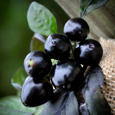 Sherwoods Seeds Black Pearl hot pepper close-up — vibrant pods for premium heat