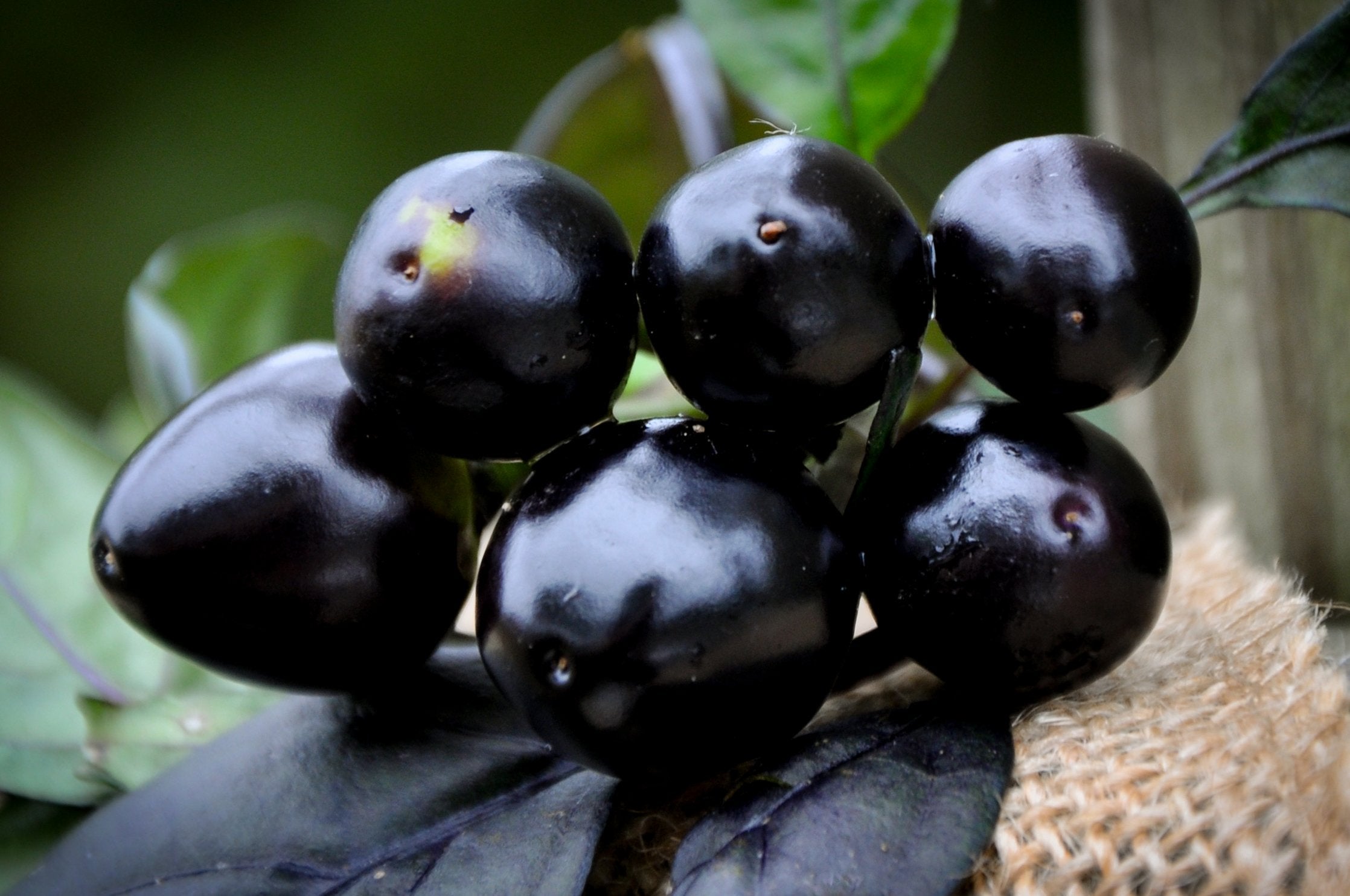 Sherwoods Seeds Black Pearl hot pepper packet — ideal for spicy home garden harvests
