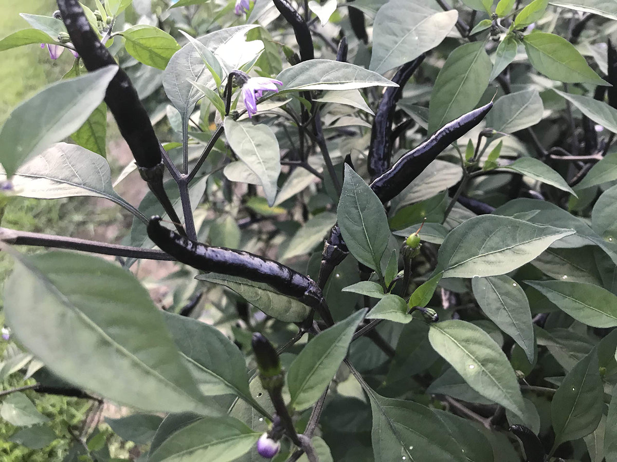 Sherwoods Seeds Black Thai Dragon chili pod for drying and year-round flavor