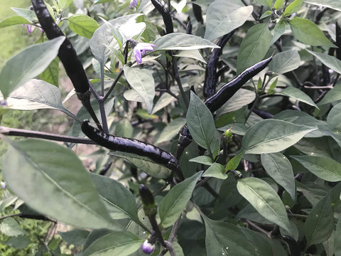 Sherwoods Seeds Black Thai Dragon chili pod for drying and year-round flavor