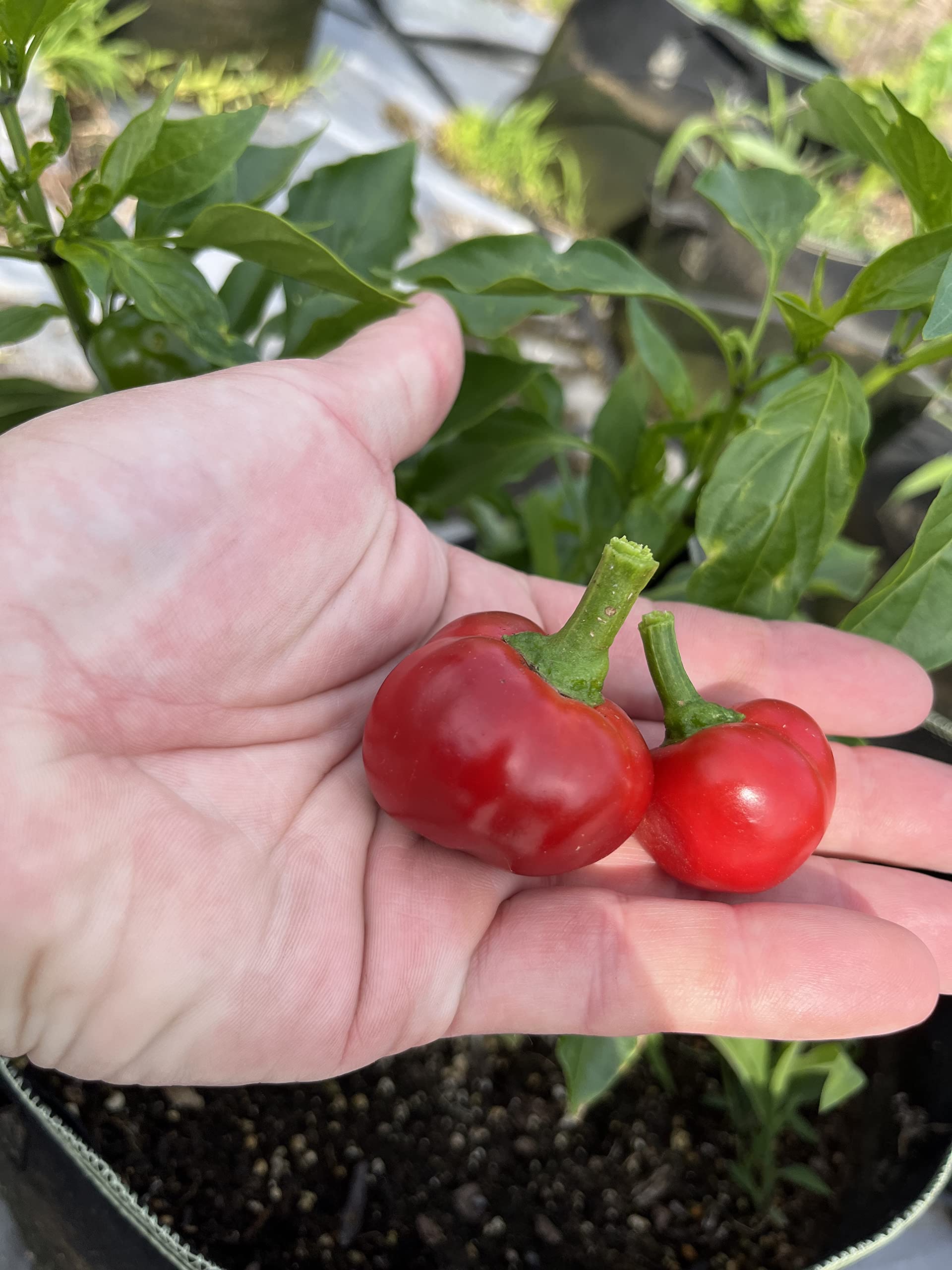 Sherwoods Seeds Calabrian pepper fruit, ripe and glossy for fresh eating or cooking.