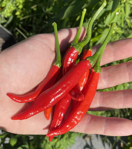 Sherwoods Seeds Calabrian Pepper Ristra seed packet ready for planting in home gardens