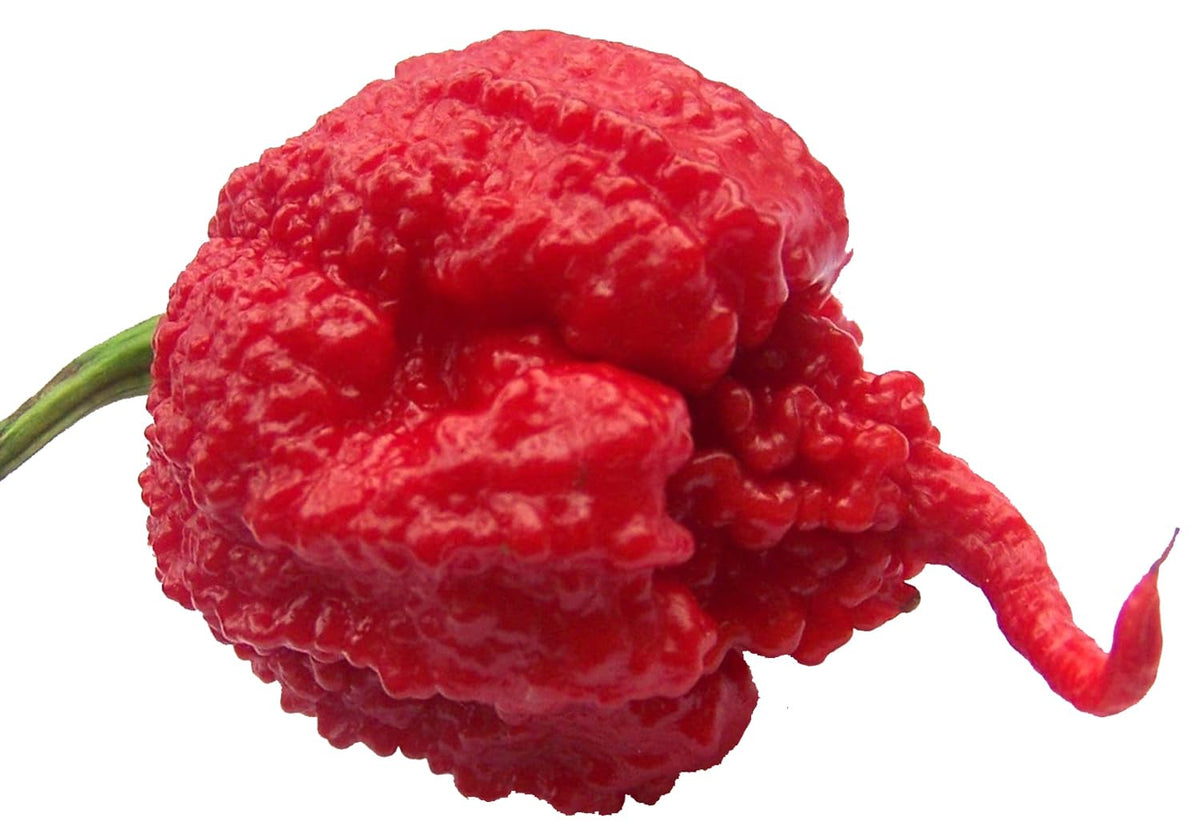 Sherwoods Seeds Carolina Reaper HP22B seed packet; ideal for growing ultra-hot peppers for sauces.