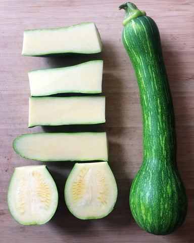 Sherwoods Seeds Centercut Tromboncino zucchini fruit on a trellis, ideal for long vines and flavorful harvest.