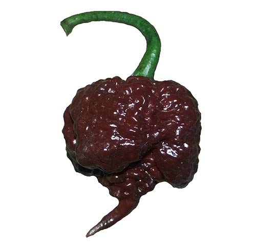 Sherwoods Seeds Chocolate Carolina Reaper HP22B pepper fruit for extreme heat lovers and vibrant harvest