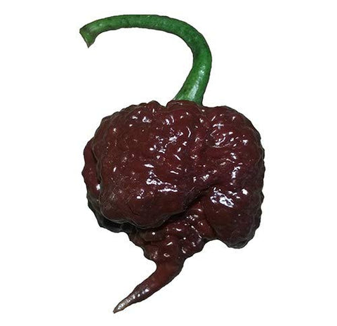 Sherwoods Seeds Chocolate Carolina Reaper HP22B pepper fruit for extreme heat lovers and vibrant harvest