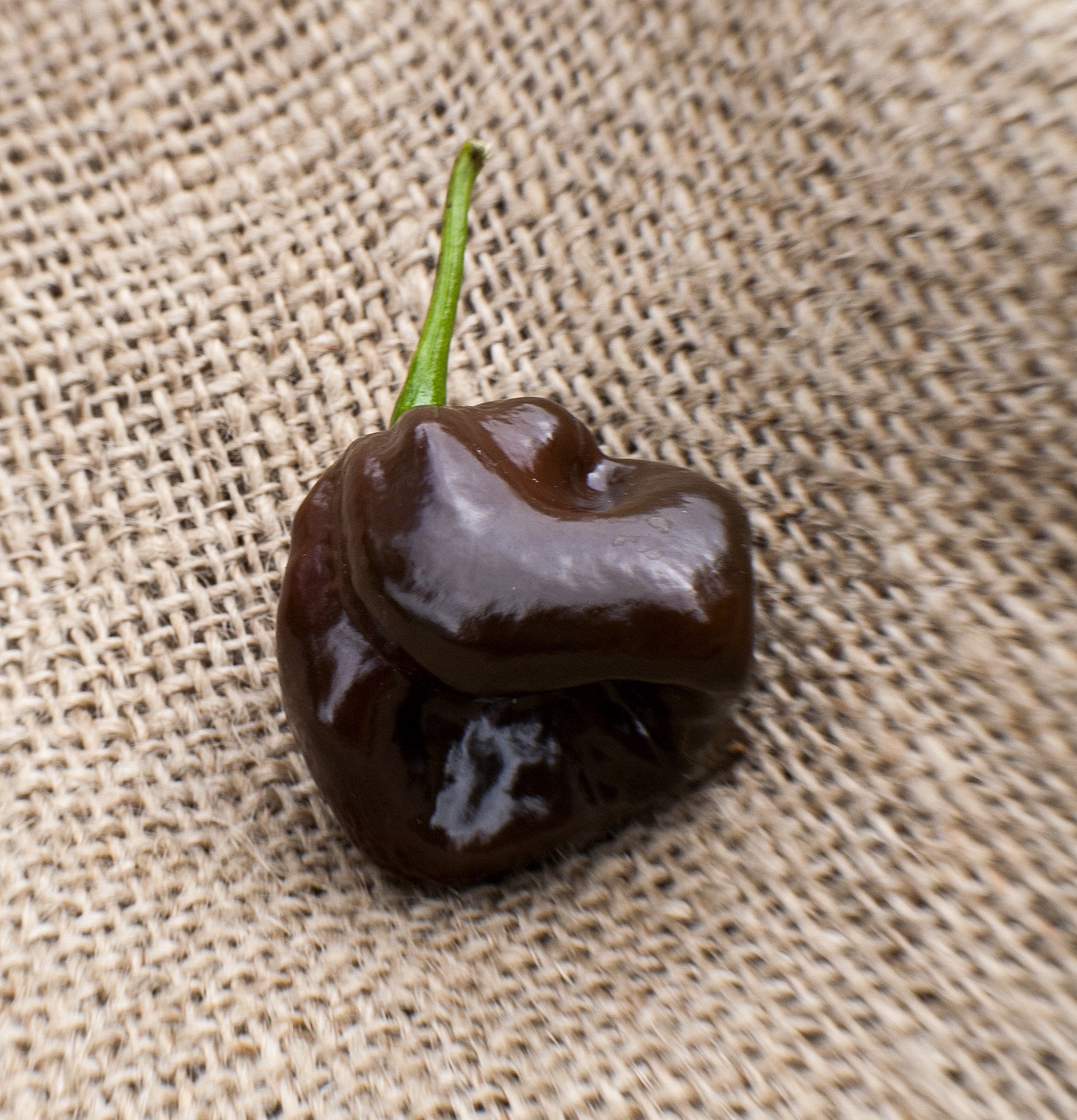 Sherwoods Seeds Chocolate Scotch Bonnet ripe peppers brighten recipes.