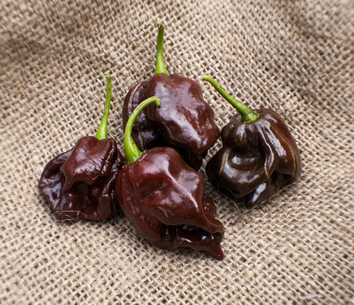 Sherwoods Seeds Chocolate Scotch Bonnet seed packet for home gardeners.
