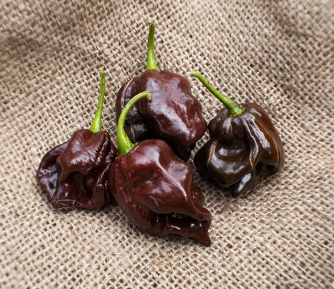 Sherwoods Seeds Chocolate Scotch Bonnet seed packet for home gardeners.