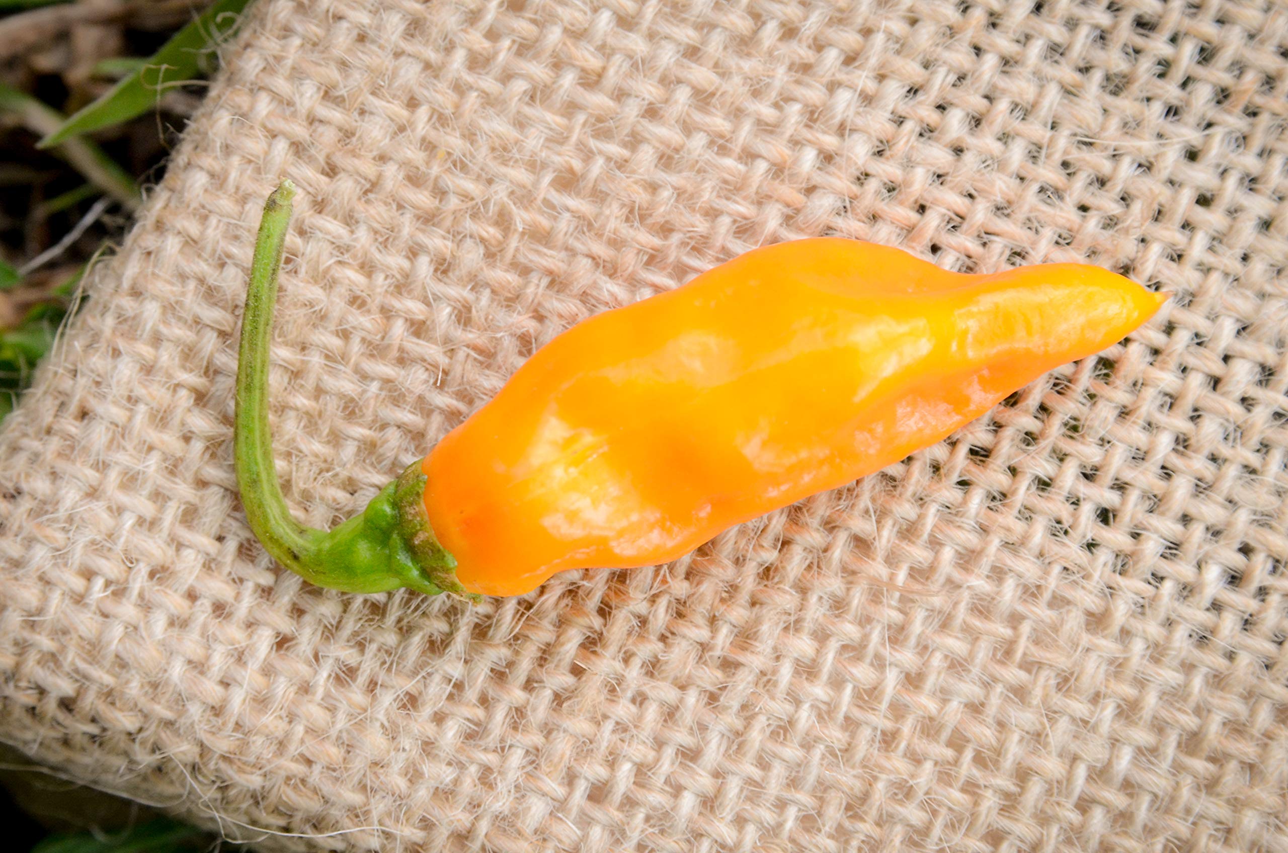 Sherwoods Seeds Datil Sweet Heirloom Pepper seed packet for planting, delivering mild smoky flavor for home gardens.