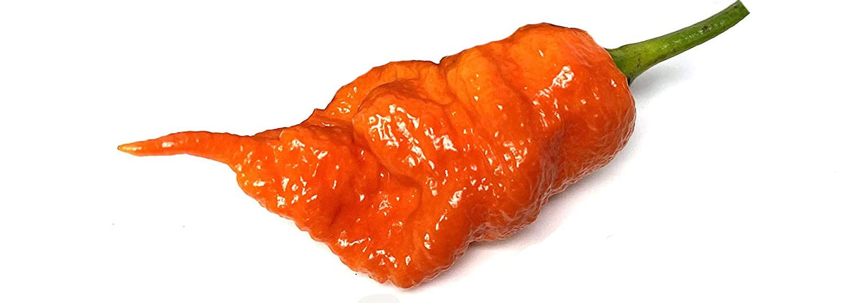 Sherwoods Seeds Death Dragon pepper seed pack for adventurous gardeners seeking extreme heat and unique fruit.