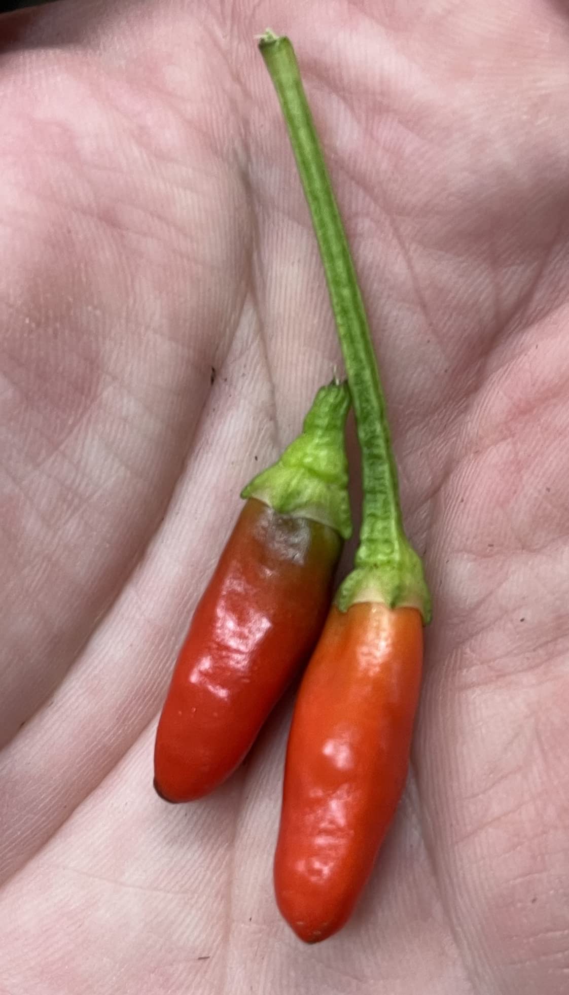 Sherwoods Seeds' Diavolicchio pepper seed packet for homegrown Calabrian heat and flavorful dishes