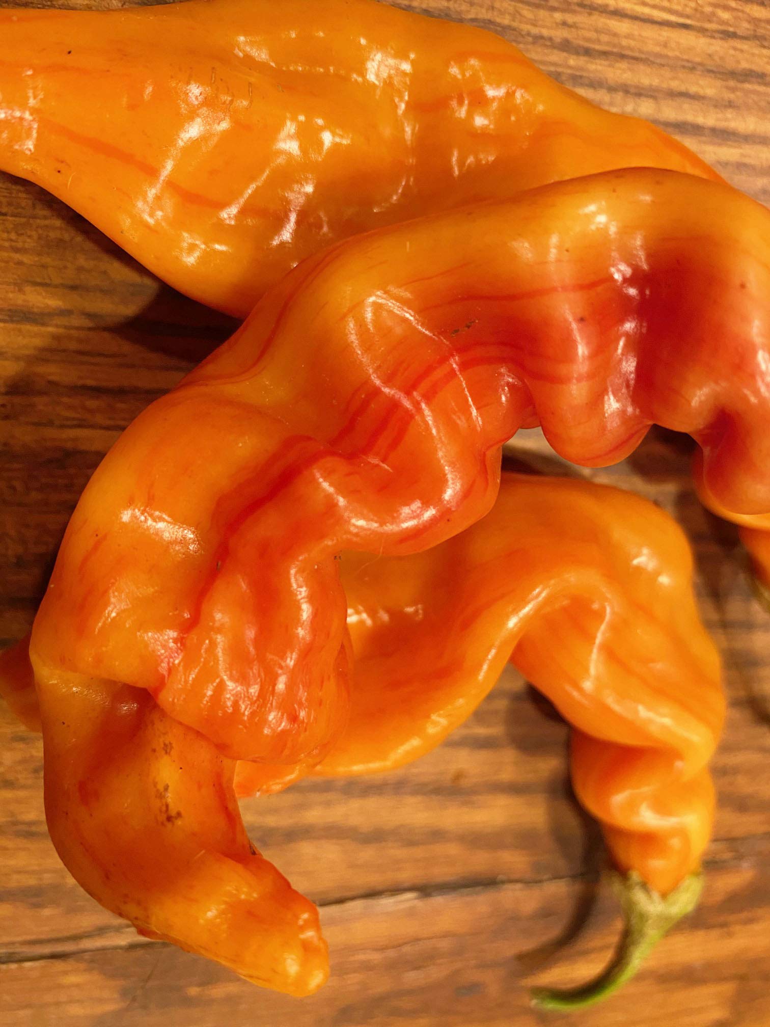 Sherwoods Seeds striped pepper fruit on the plant displaying color transition for vivid garden display