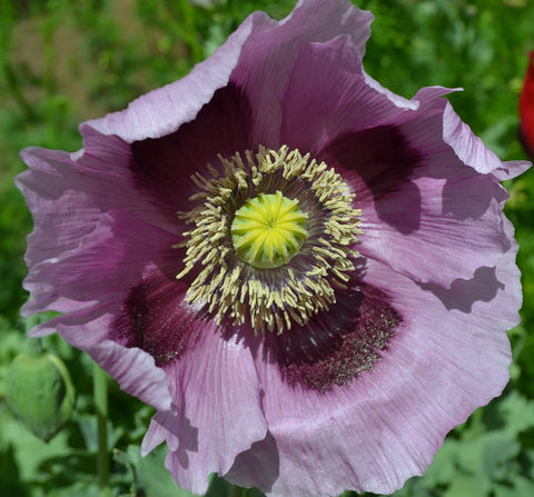 Sherwoods Seeds giant purple poppy Somniferum bloom attracting pollinators in the garden