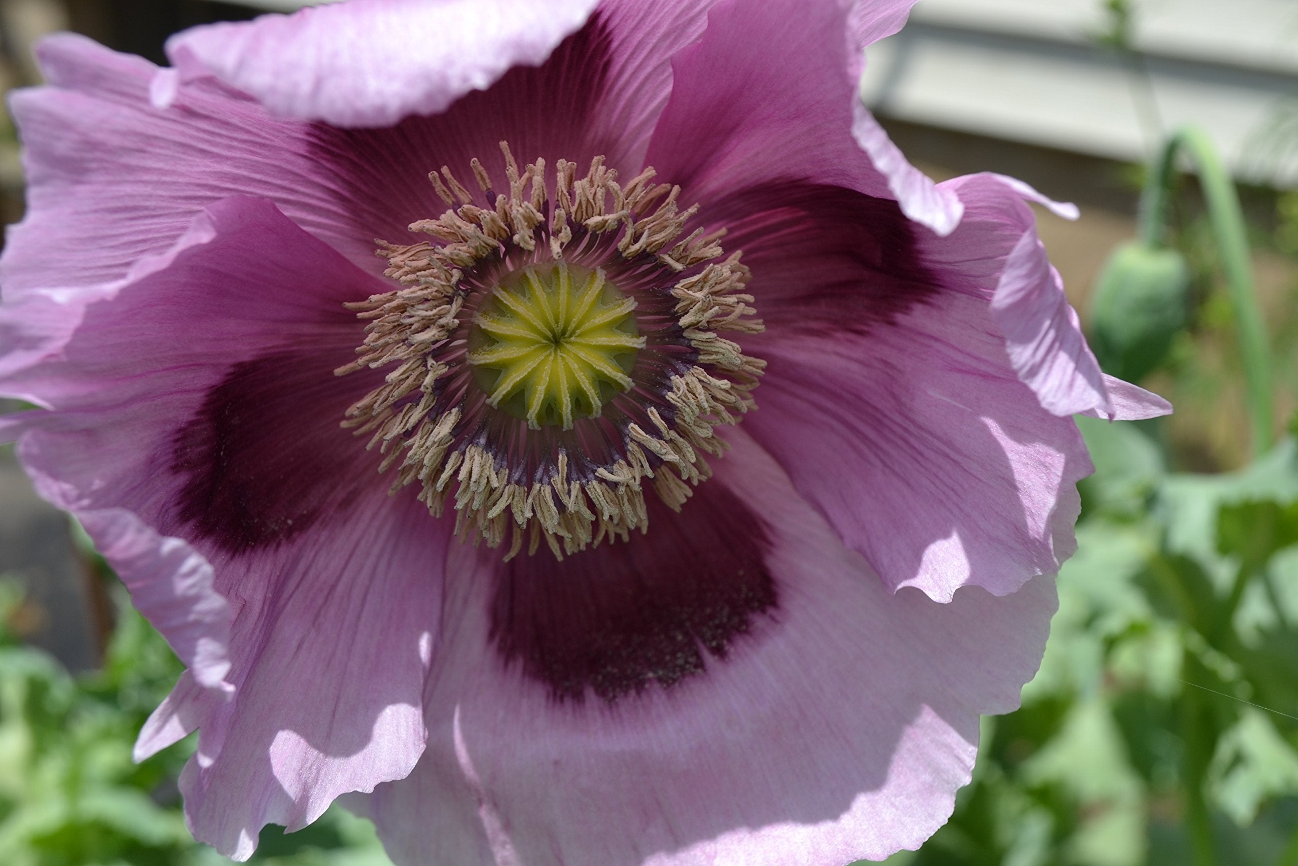 Sherwoods Seeds giant purple poppy Somniferum ready for drying or cutting arrangements