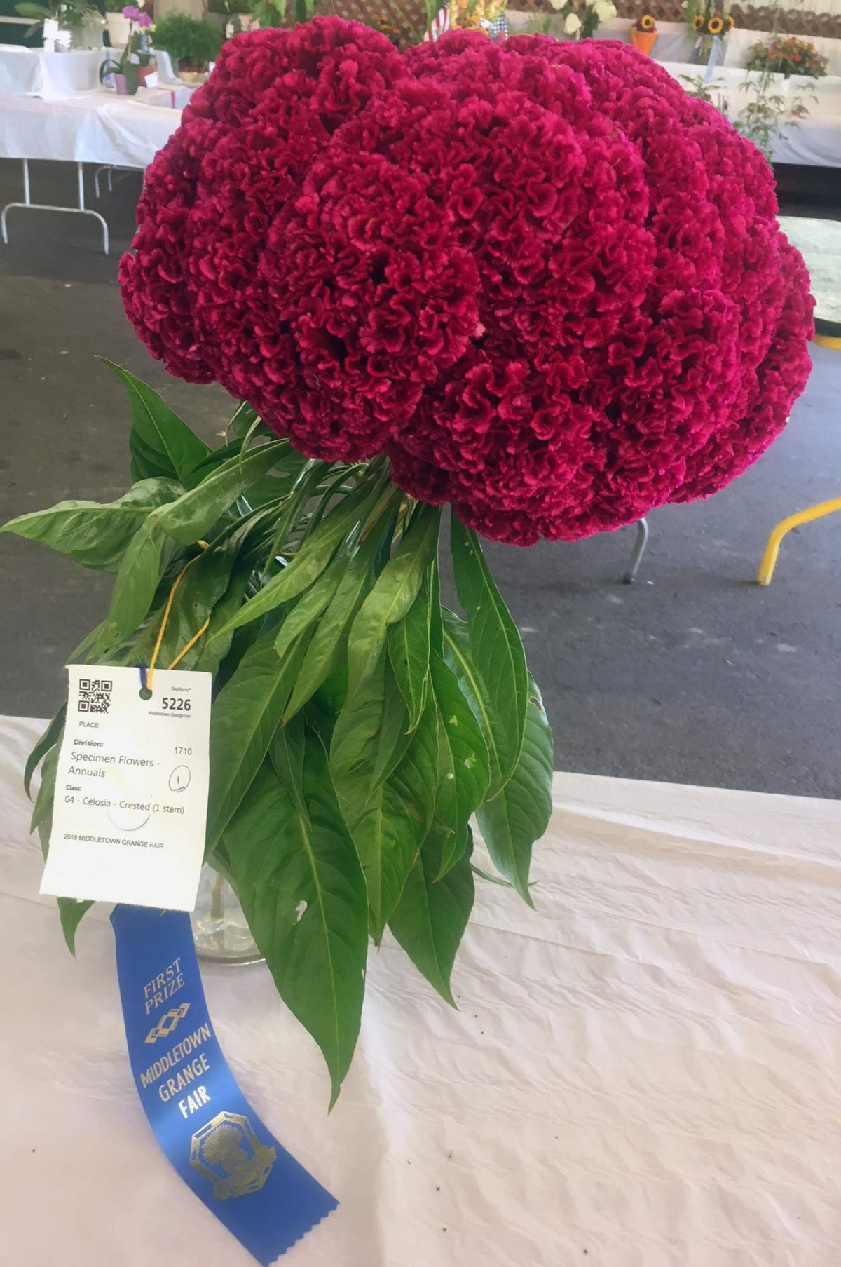Sherwoods Seeds giant red celosia cockscomb Monticello flower head with vibrant color