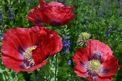 Sherwoods Seeds Giant Red Poppy bloom in garden bed, bright focal point and pollinator-friendly.