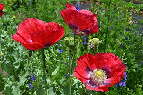 Sherwoods Seeds Giant Red Poppy stems ready for cutting and drying for bouquets.