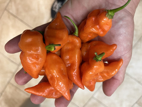 Sherwoods Seeds Habanada sweet pepper fruit, heat-free and flavorful, ideal for salads and roasting.