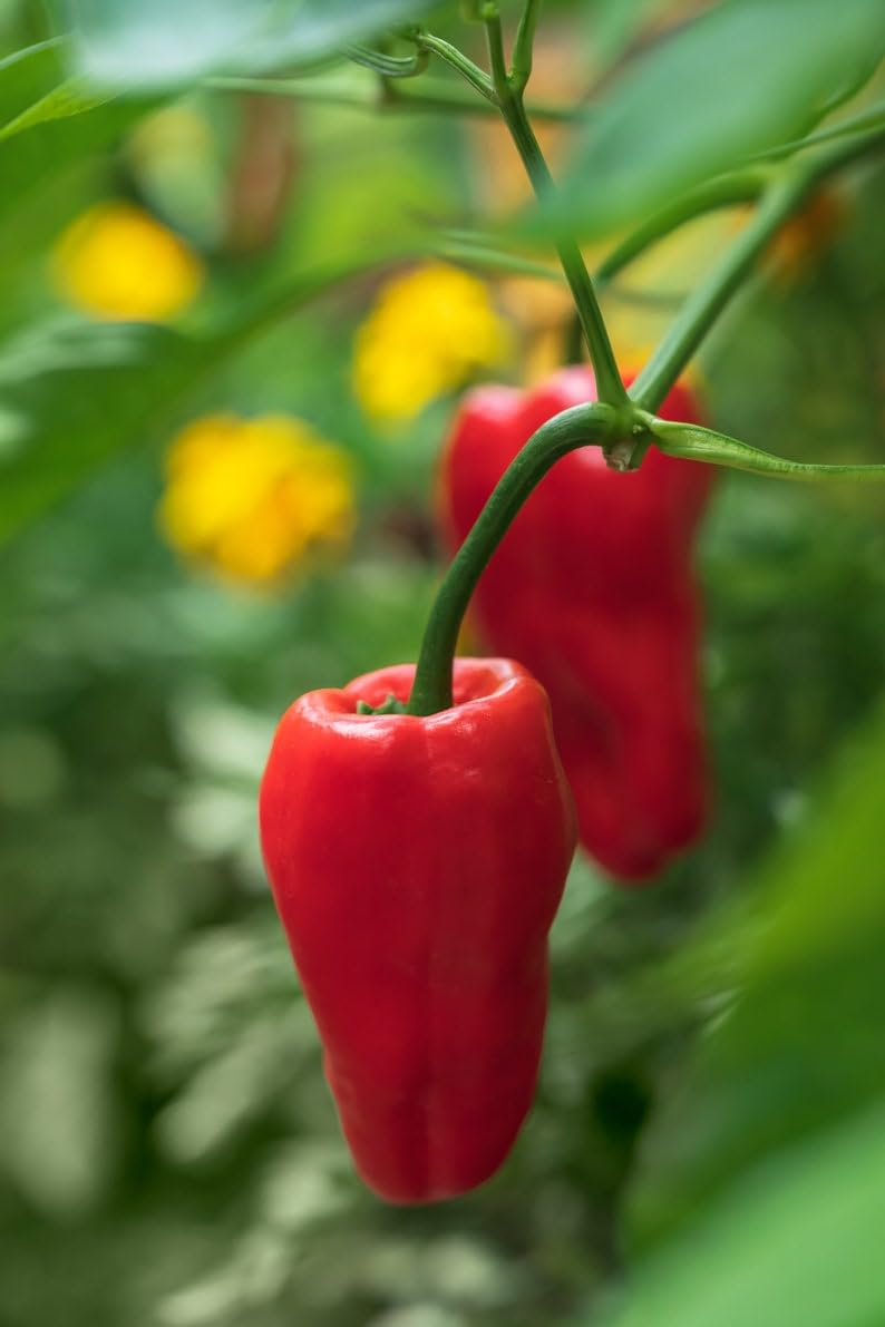 Sherwoods Seeds Hungarian Leutschauer Paprika seeds for vibrant peppers and flavorful paprika harvest.