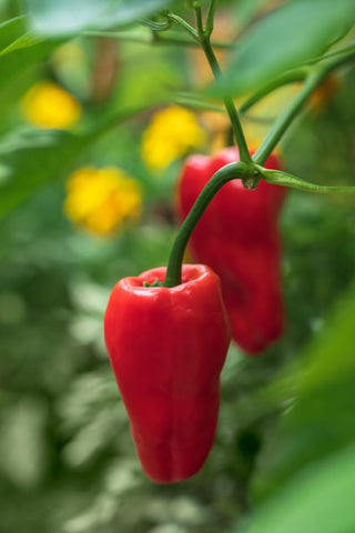 Sherwoods Seeds Hungarian Leutschauer Paprika seeds for vibrant peppers and flavorful paprika harvest.