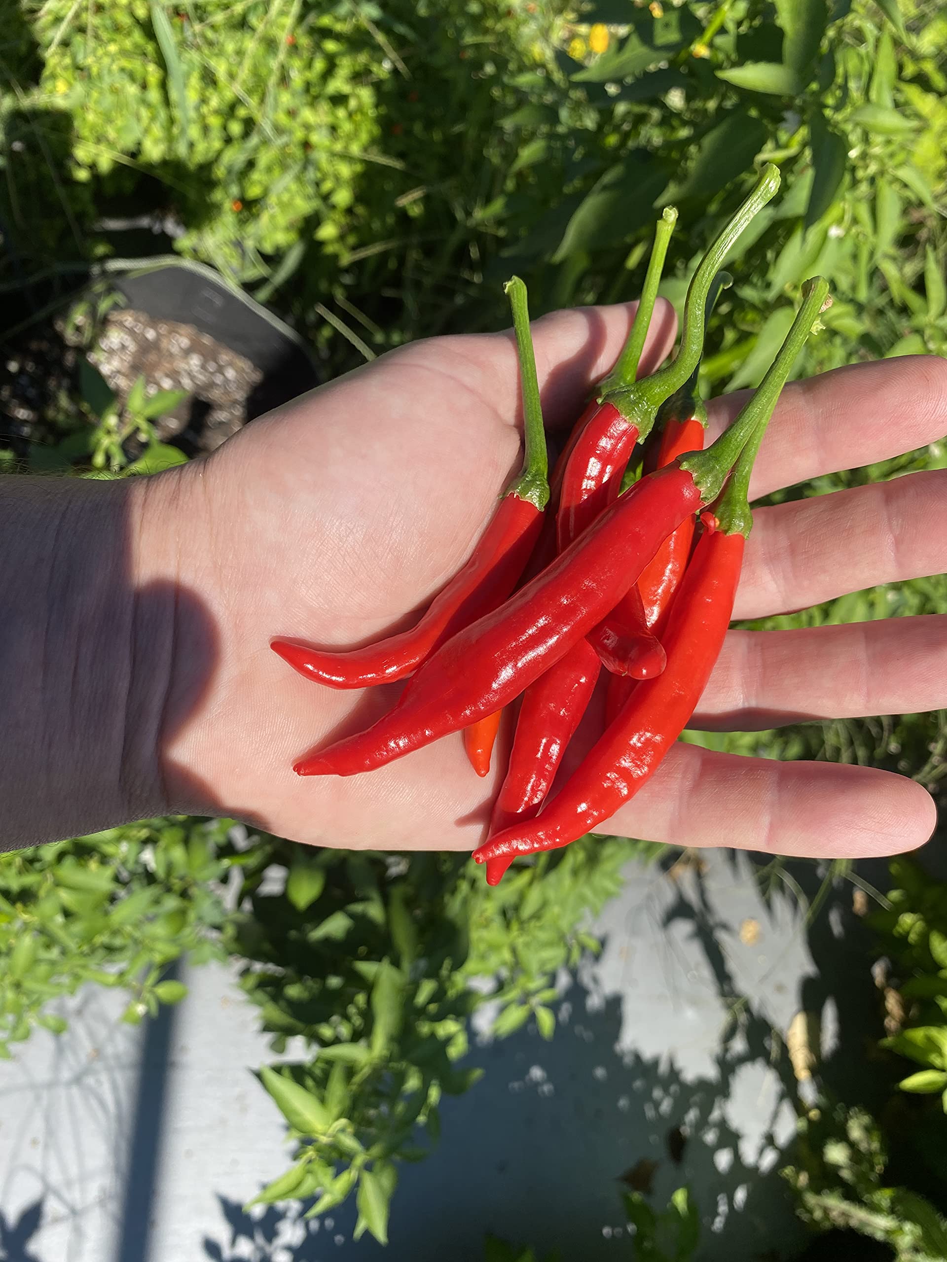 Sherwoods Seeds Italian Piccante Calabrese pepper seed packet for flavorful harvests