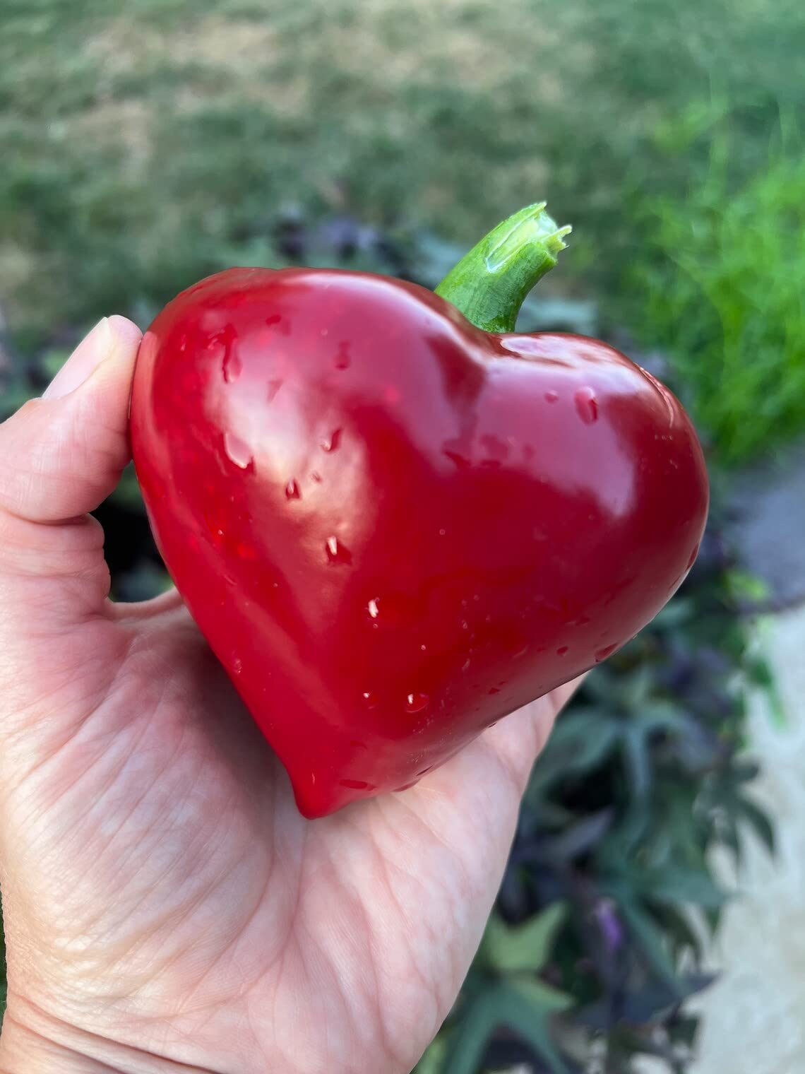 Sherwoods Seeds Lesya Red Pepper Seeds – Heirloom, Thick-Fleshed Sweet Peppers