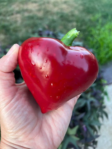Sherwoods Seeds Lesya Red Pepper Seeds – Heirloom, Thick-Fleshed Sweet Peppers