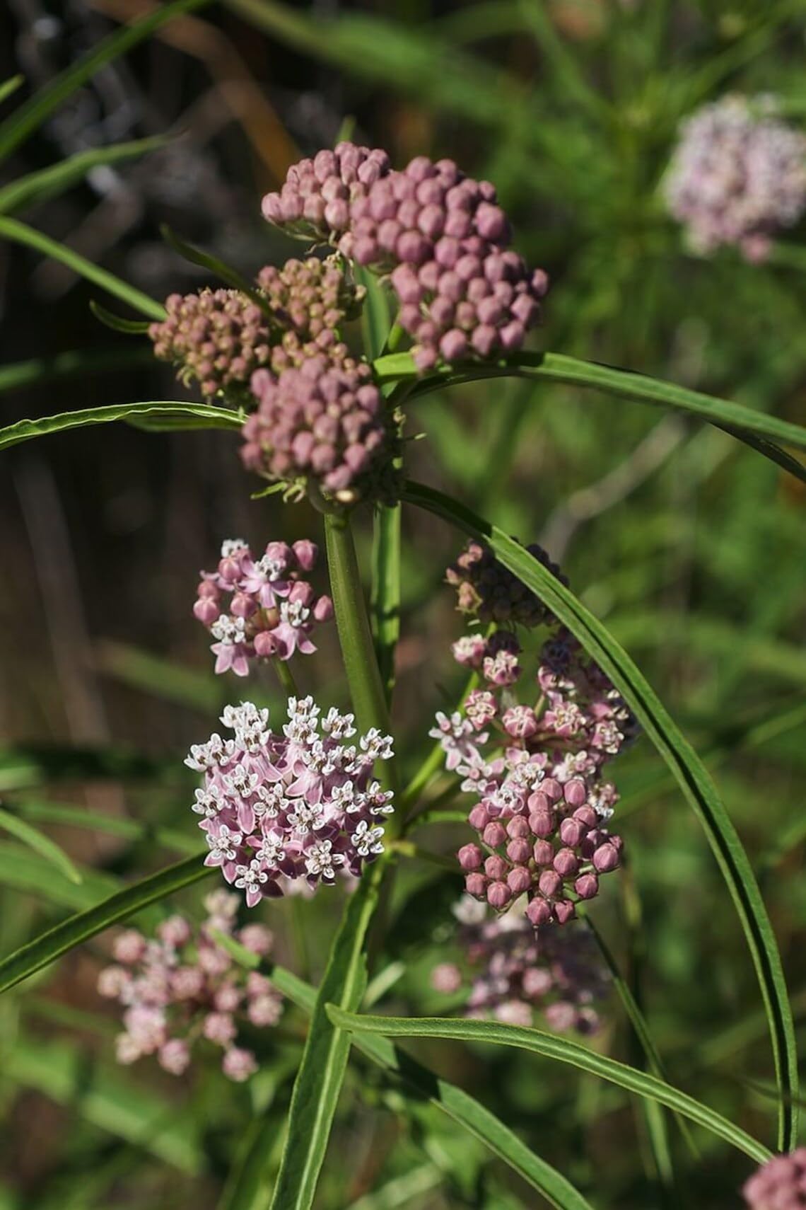Sherwoods Seeds Narrowleaf Milkweed seed packet supports monarch habitat and xeriscape gardens