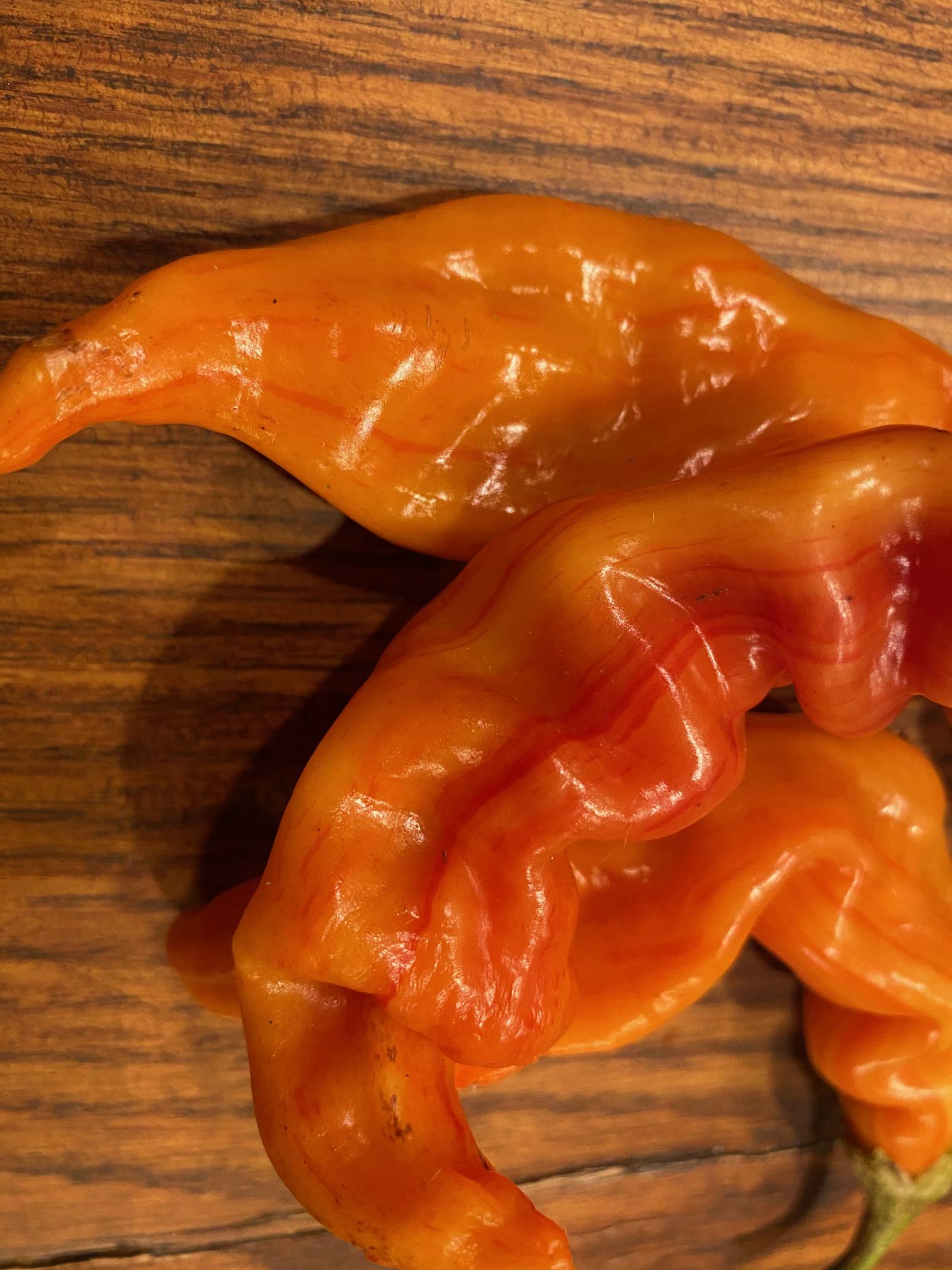 Sherwoods Seeds heirloom hot pepper variety with lime green to peach red striped maturation for vivid color