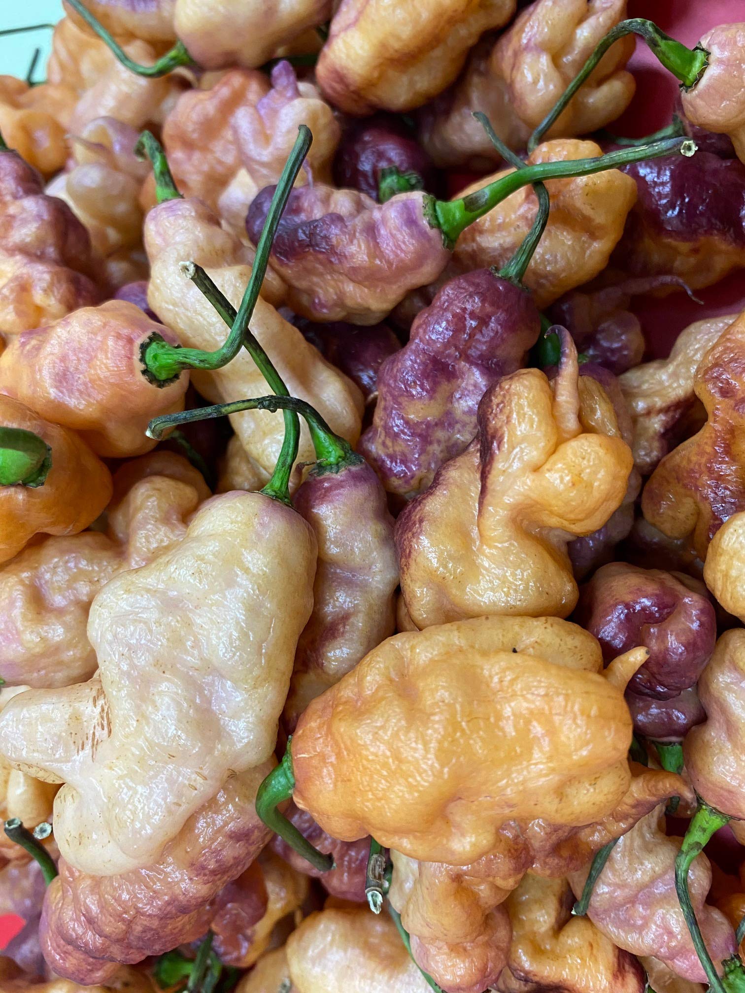 Close-up of Pink Tiger x Carolina Reaper seeds highlighting vibrant color and premium quality