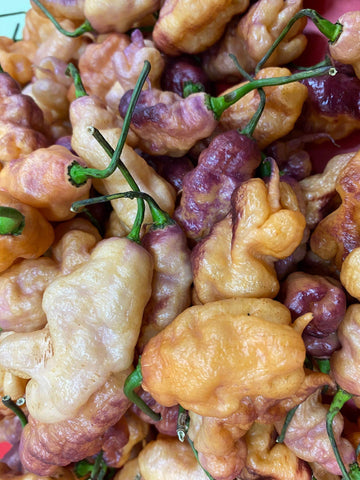 Close-up of Pink Tiger x Carolina Reaper seeds highlighting vibrant color and premium quality