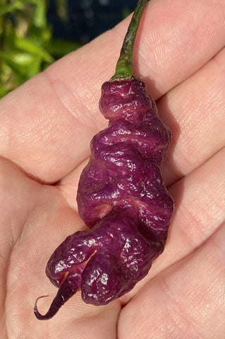 Sherwoods Seeds Pink Tiger x Carolina Reaper seed packet showing premium heirloom seeds with intense heat potential