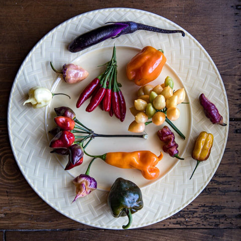 Sherwoods Seeds garden-ready purple peach peppers adorning your plot with flavorful, ultra-hot potential.