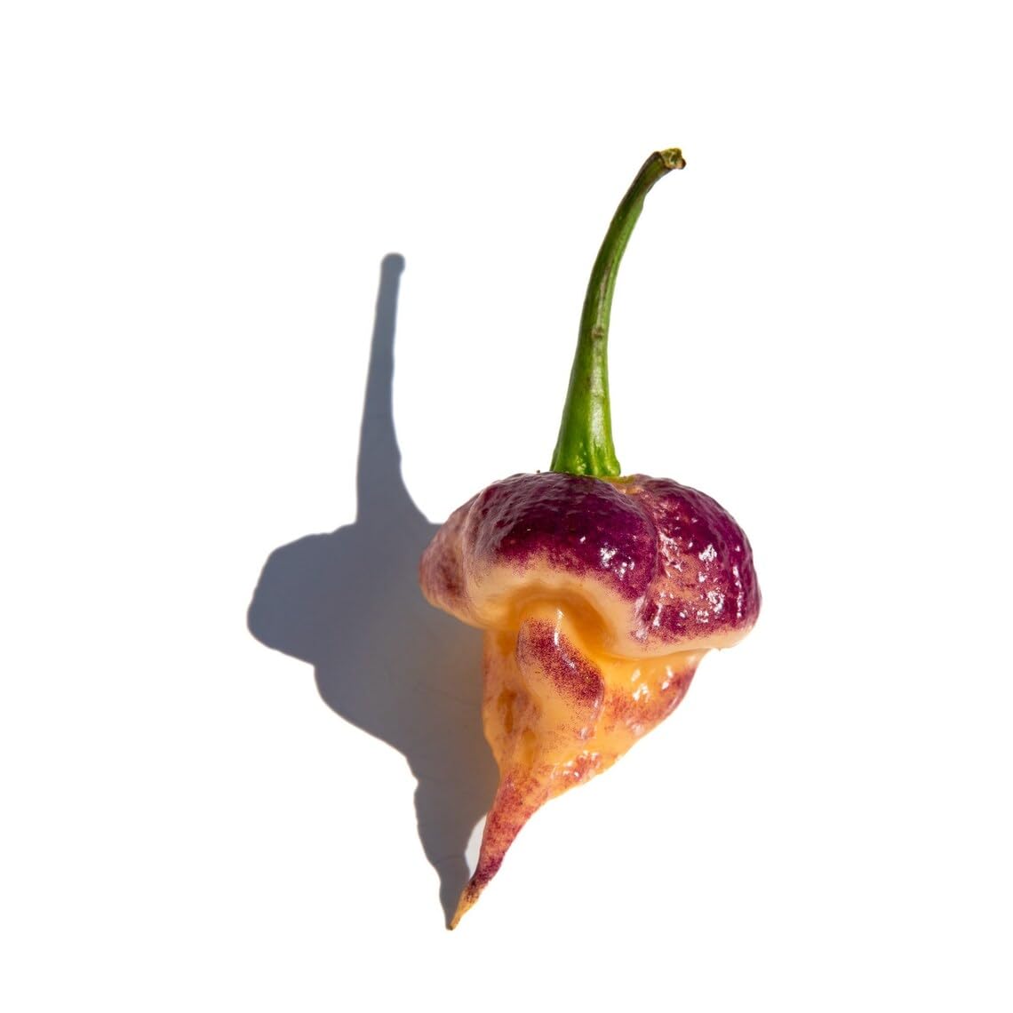 Sherwoods Seeds Purple Peach Carolina Reaper pepper fruit ripening with vibrant heat-ready color.