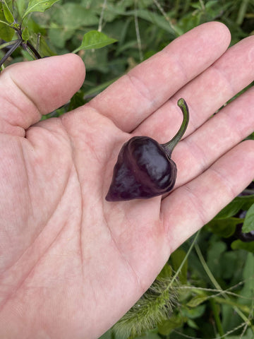 Sherwoods Seeds Purple UFO pepper plant with indigo pods.