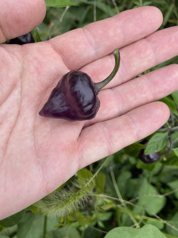 Sherwoods Seeds Purple UFO pepper red ripe pods for flavor.