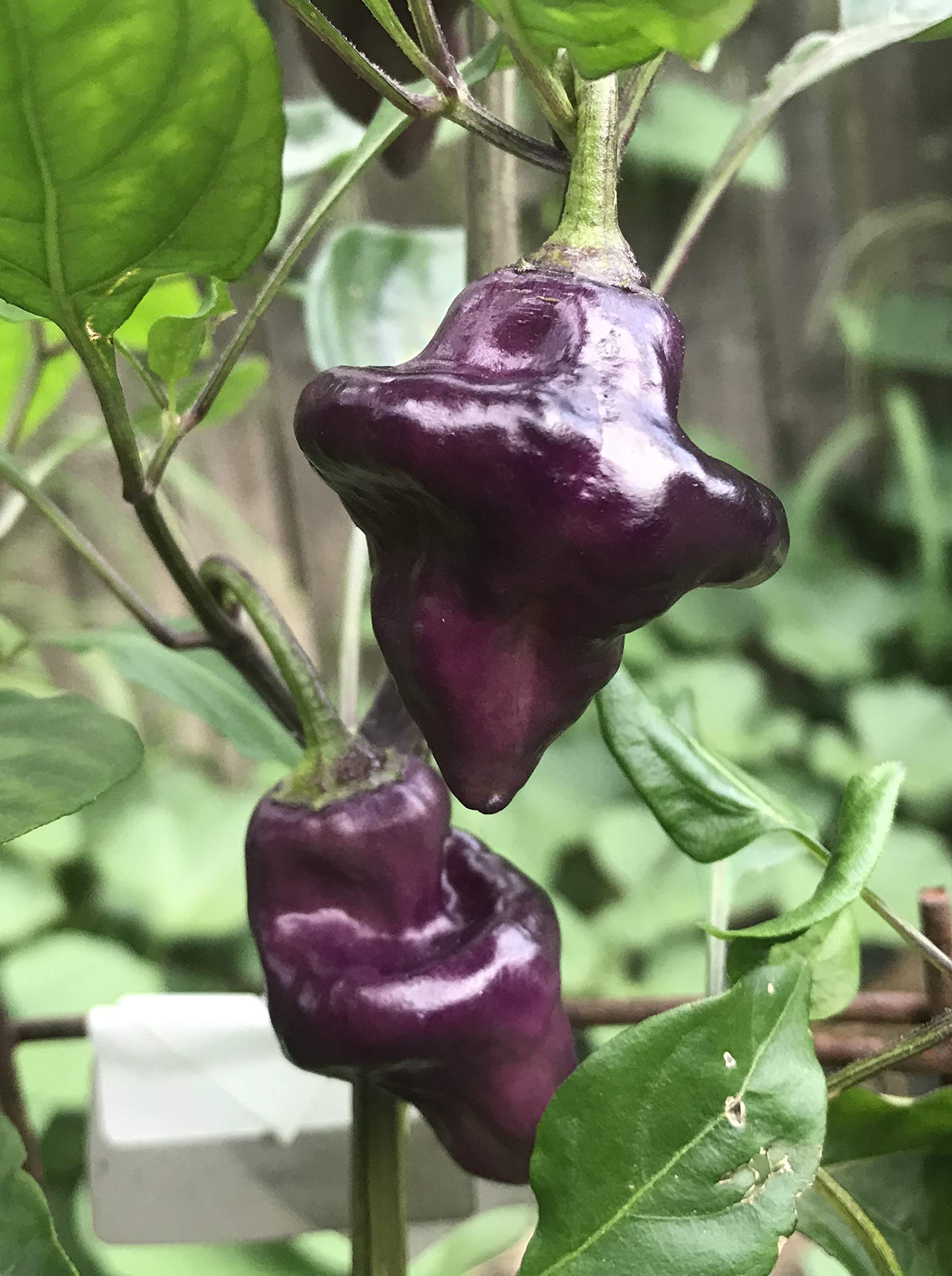 Sherwoods Seeds Purple UFO pepper seed pack for sowing colorful harvest.