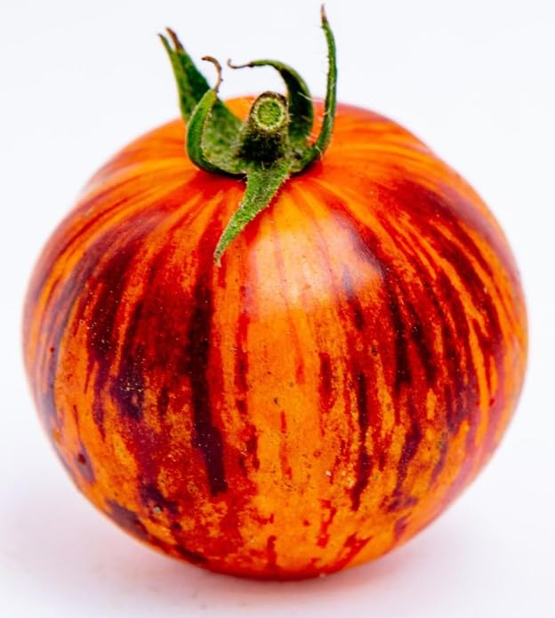 Sherwoods Seeds Queen of the Night tomato fruit close-up, rich color and heirloom flavor