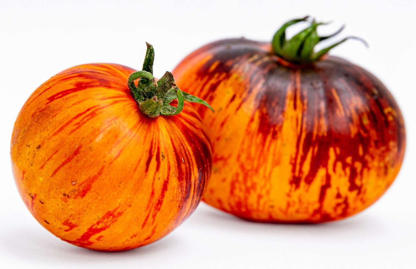 Sherwoods Seeds Queen of the Night pack shot inviting gardeners to plant heirloom tomatoes