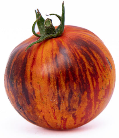 Sherwoods Seeds Queen of the Night tomato on the vine showing vigorous growth for harvest