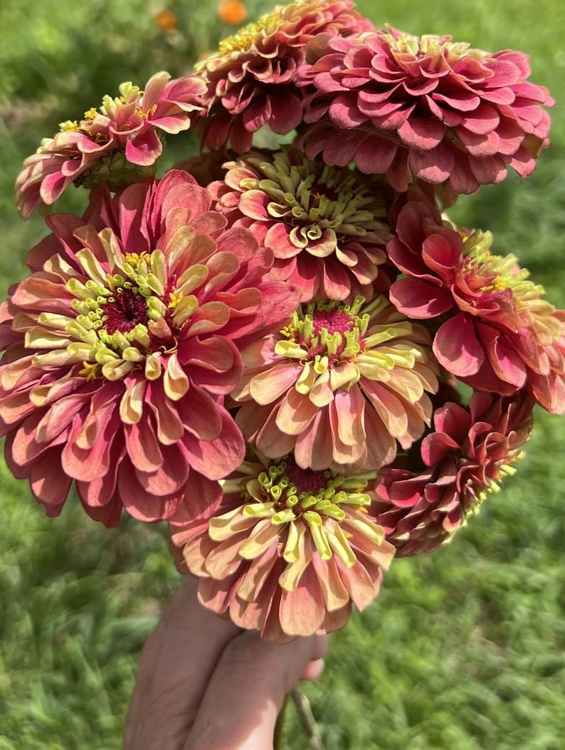 Sherwoods Seeds Queeny Mix zinnias create pastel bouquet colors for vibrant, long-lasting arrangements.