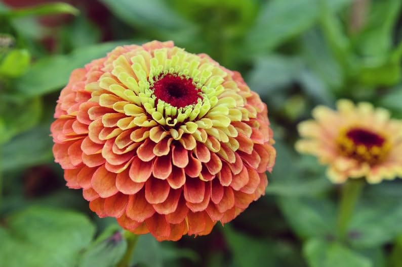 Queeny Mix giant zinnia stems suitable for dramatic bouquets.
