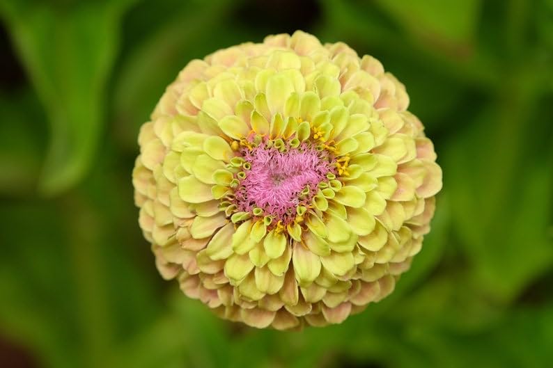 Green-accents Queeny Mix zinnias enhance contrast in fresh-cut arrangements.