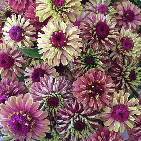 Pastel Queeny Mix zinnias add soft elegance to summer floral displays.