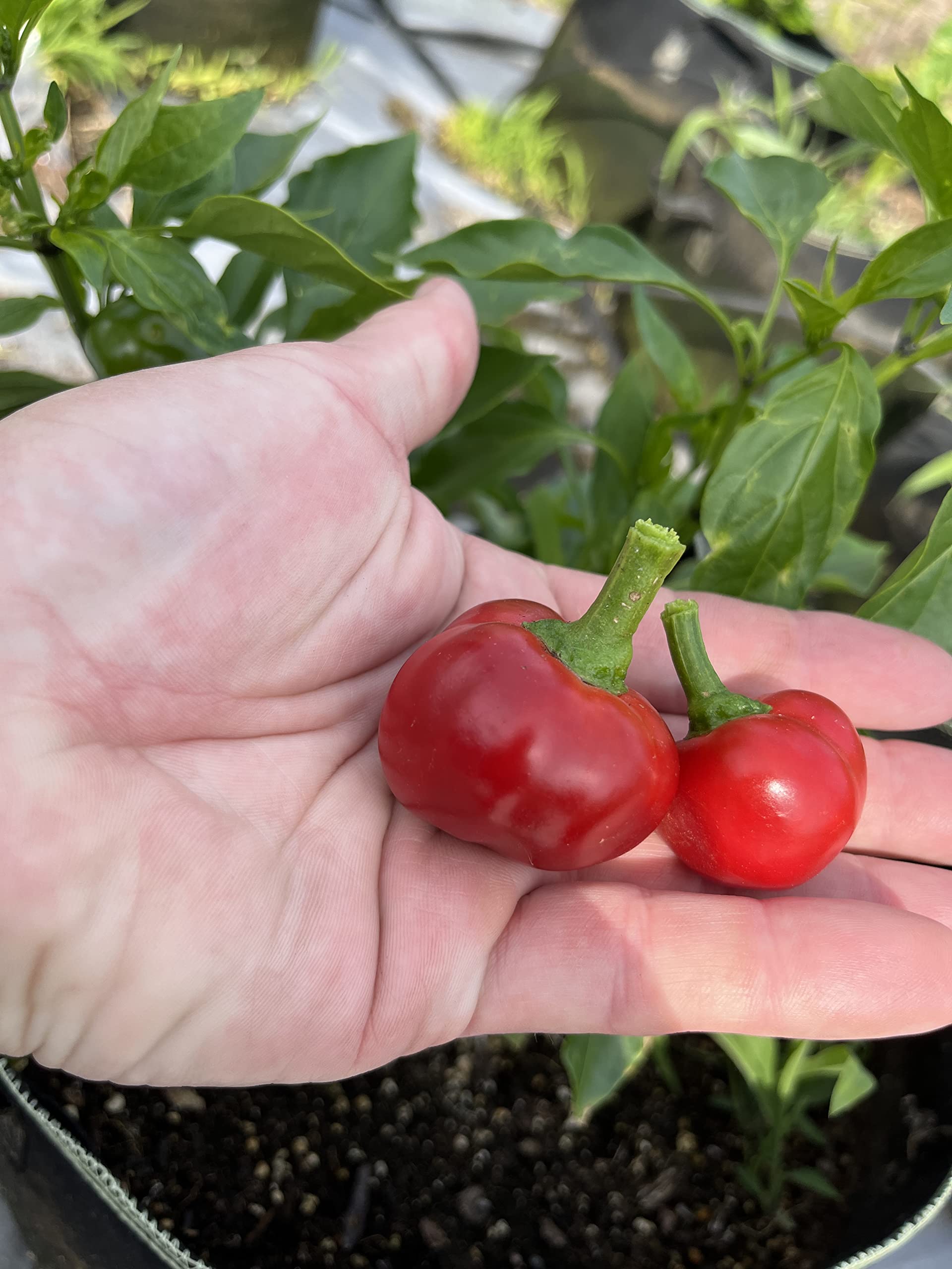 Sherwoods Seeds rare heirloom pepper garden setup for sunny beds and vibrant peppers.