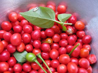 Sherwoods Seeds Red Chiltepin seeds packet front for authentic heat in your garden