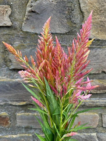 Sherwoods Seeds Spun Sugar Celosia bloom spikes, ideal for dramatic cut flower arrangements.